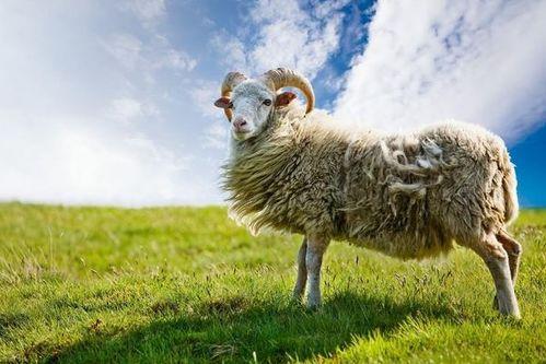 娱乐吃瓜酱讲羊羊,娱乐吃瓜酱带你揭秘羊羊世界